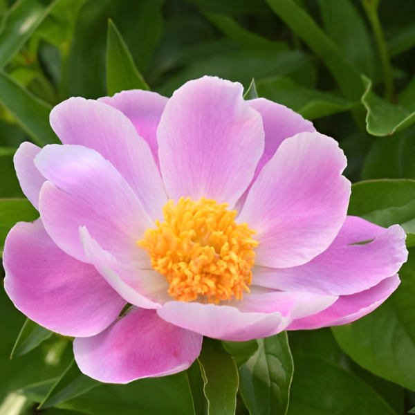 Основное изображение товара