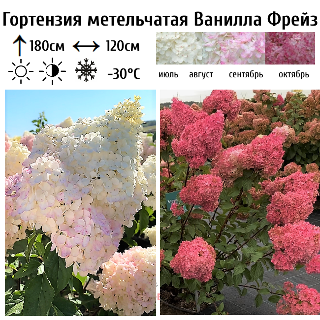 Гортензия метельчатая Ванилла Фрейз