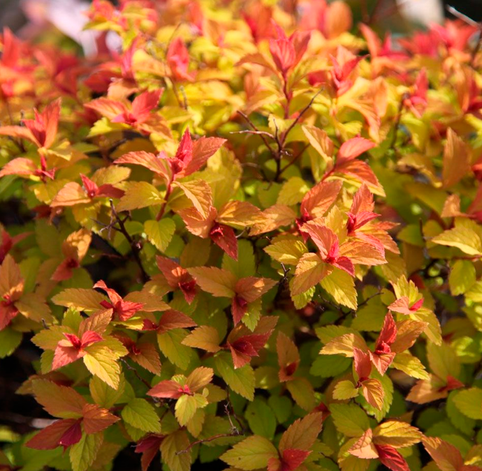 Осенняя спирея Осенняя спирея