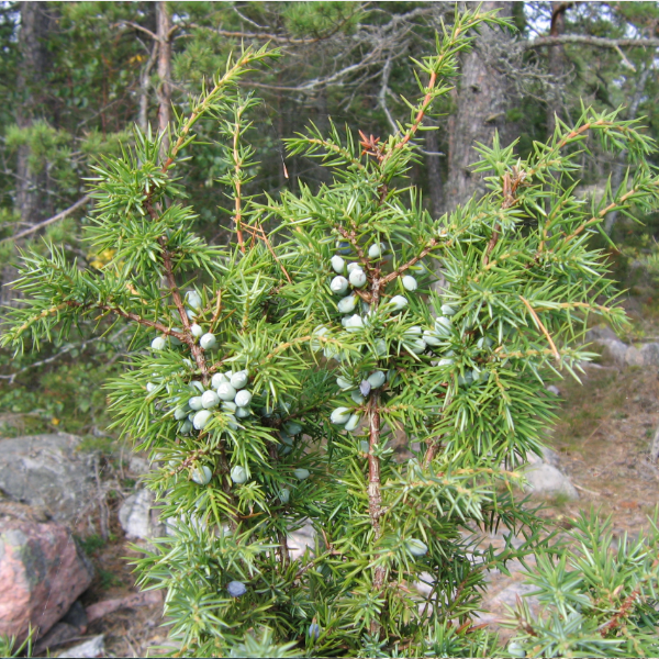 Можжевельник Пфитцера 