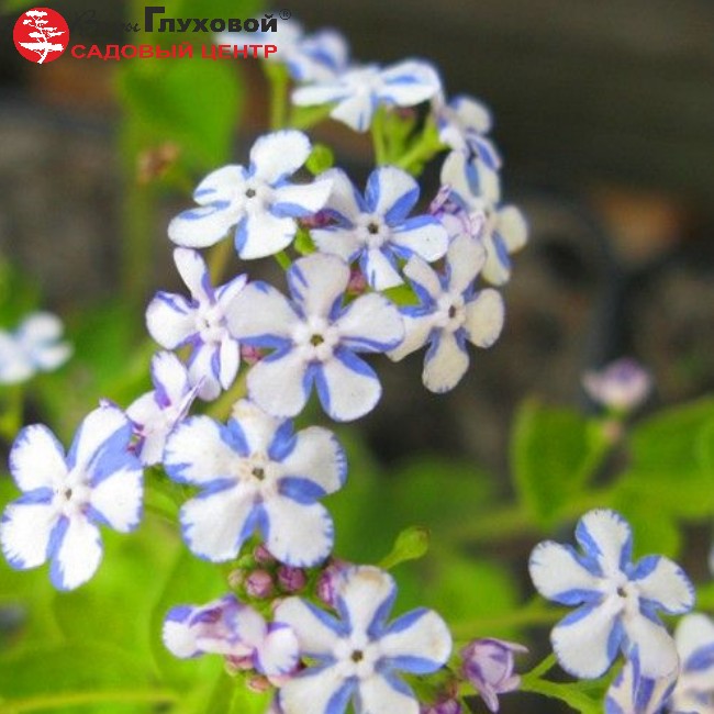 Основное изображение товара