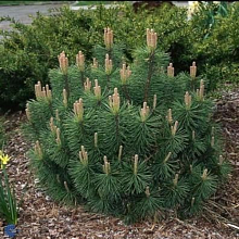 Сосна горная ф. Пумилио  - Pinus mugo var. Pumilio