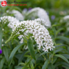 Вербейник ландышевый (Lysimachia clethroides) С2 ГлХ/26