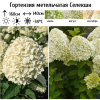 Гортензия метельчатая (Hydrangea paniculata) Селекшн Р9 СП/26