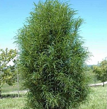 Основное изображение товара