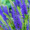 Вероника колосковая "Нана Блаутеппич" на фото