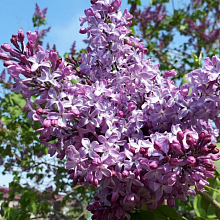 Основное изображение товара