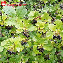 Основное изображение товара