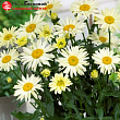 Нивяник великолепный 