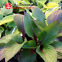 Основное изображение товара