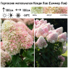 Гортензия метельчатая (Hydrangea paniculata) Кенди Лав 2-3вет ОКС СП/25