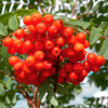 Рябина обыкновенная (Sorbus aucuparia) 150-200 С15 БАл/25