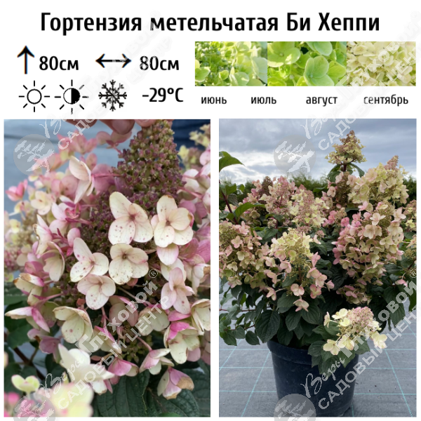 Гортензия метельчатая "Би Хеппи" на фото