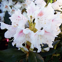 Основное изображение товара