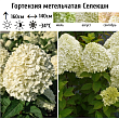 Гортензия метельчатая 