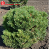 Сосна обыкновенная (Pinus sylvestris) Писковиц d60-80 х h40-60 С60 СП/26
