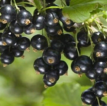 Основное изображение товара