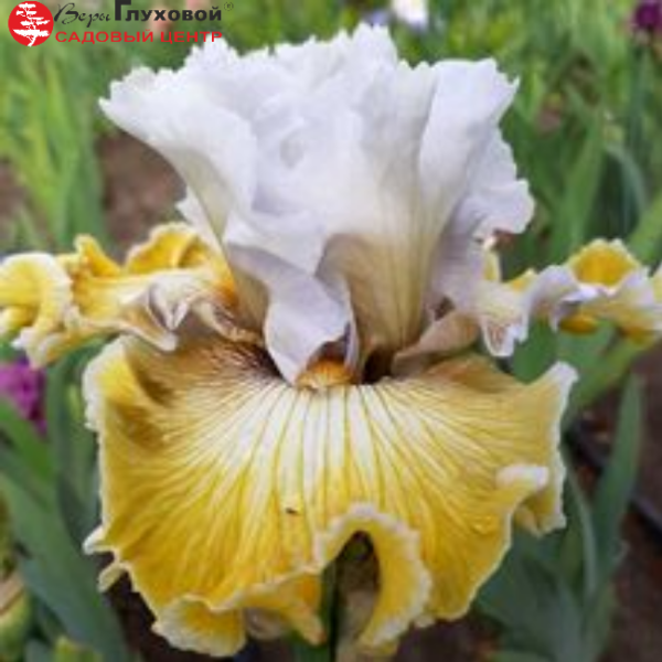 Основное изображение товара