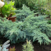 Можжевельник чешуйчатый (Juniperus sguamata) Блю Шведе 30-40 С5 НБл/26