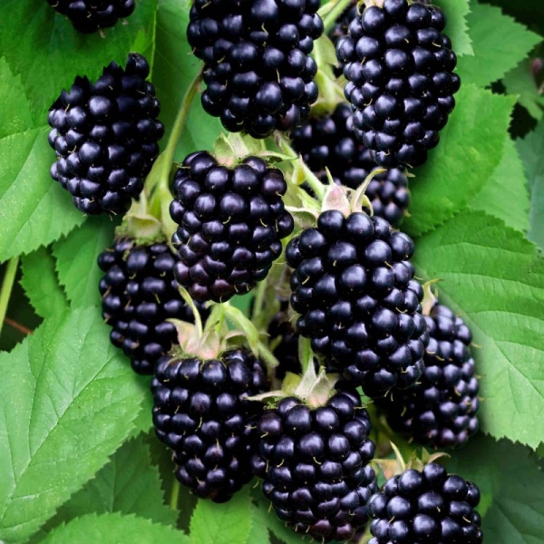 Основное изображение товара