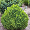 Ель сизая (Picea glauca) Альберта Глобе  С3 СП/25