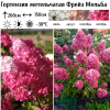 Гортензия метельчатая (Hydrangea paniculata) Фрейз Мельба  С2 СП/26