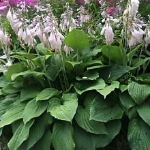 Основное изображение товара