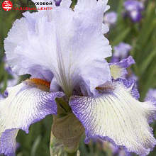 Основное изображение товара