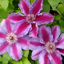 Основное изображение товара