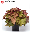 Гейхера гибридная 