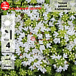 Тимьян ранний 