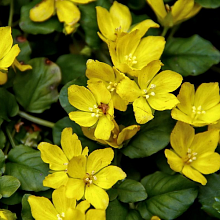 Основное изображение товара