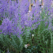 Перовския гибридная 