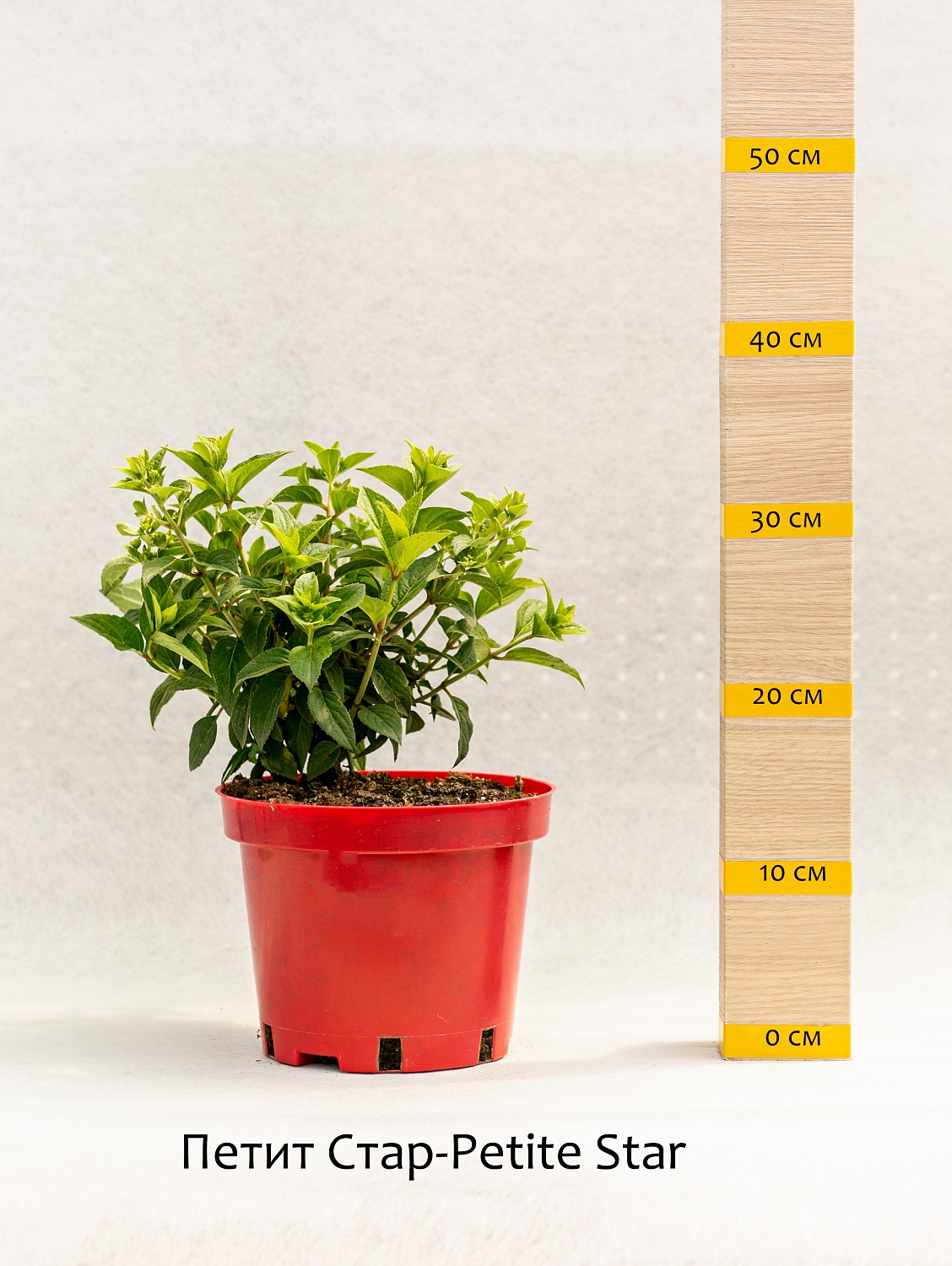 Новинки гортензий сезона 2022-2023 года