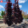 Клен остролистный (Acer platanoides) Кримсон Сентри  8/10 С35 БАпп/24