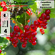 Смородина красная 