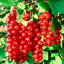 Основное изображение товара