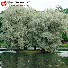 Основное изображение товара