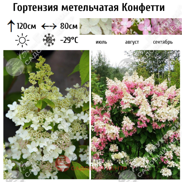 Гортензия метельчатая "Конфетти" на фото