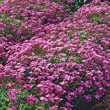 Основное изображение товара