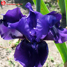 Основное изображение товара