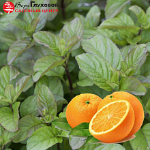 Основное изображение товара