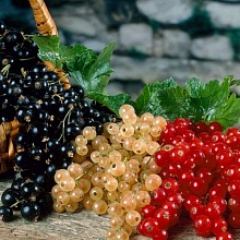 Основное изображение товара