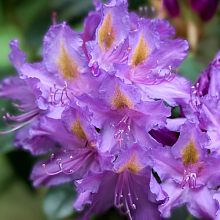 Основное изображение товара