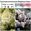 Гортензия метельчатая 