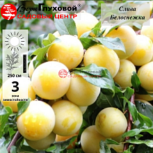 Слива Белоснежка (средний сорт)