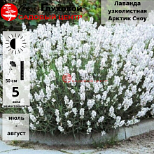 Основное изображение товара