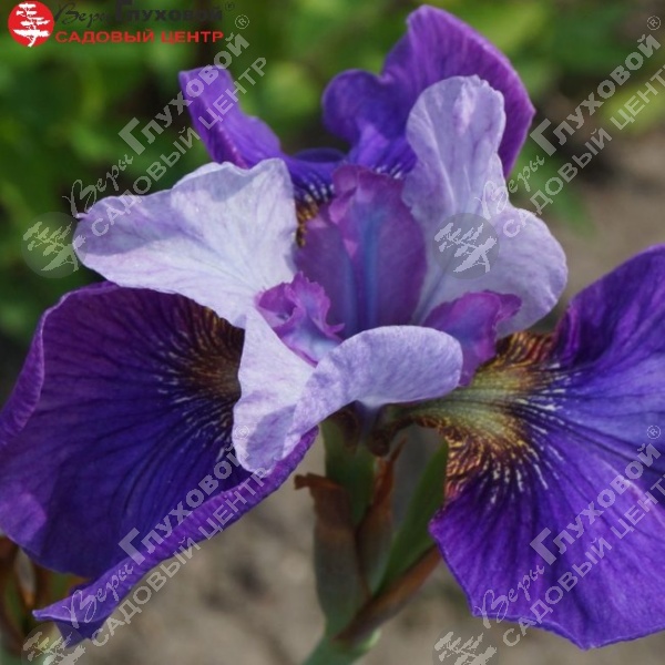 Ирис сибирский  "Сибирика Лайт Оф Харт" на фото
