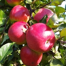 Яблоня Лигол (зимний сорт) 2-летка