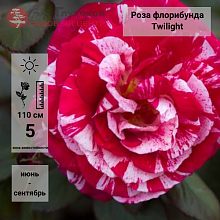 Основное изображение товара